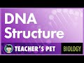Exploring the Components of DNA Structure
