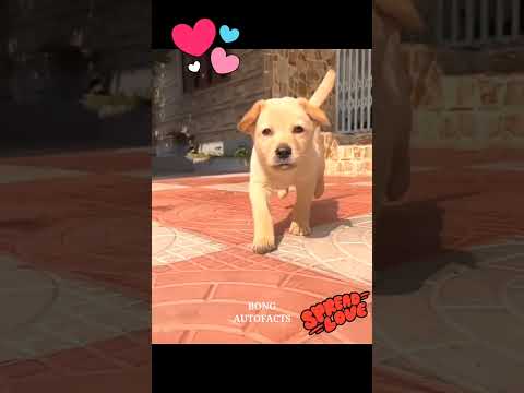 সাবধান❗কুকুর দের থেকে দূরে থাকুন। 😳 #shorts​ #dog​