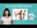 Exploring the Human Body Systems