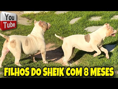 🎨 Conheça Turco e Antártica filhos do Sheik com 8 meses