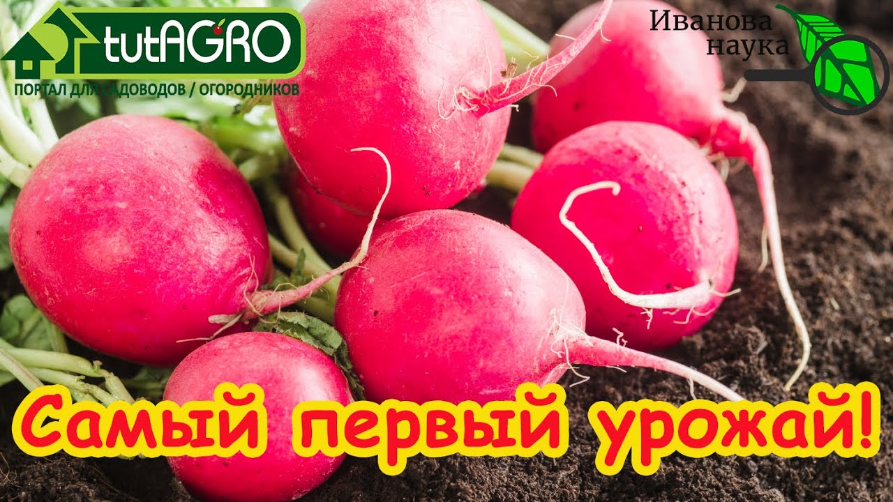 Урожай уже в марте! Что первым посеять для самого раннего урожая.
