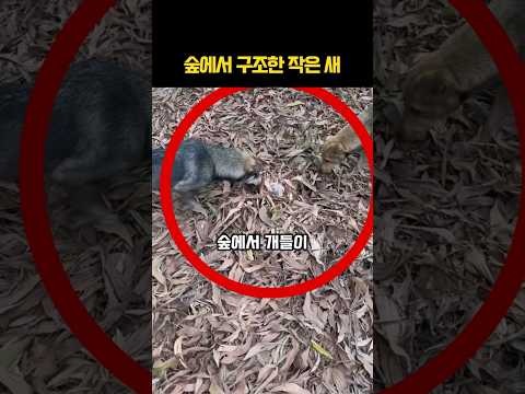 숲에서 작은새를 구조한 남자