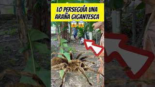 Lo perseguía una araña gigantesca 😱🕷️😱interesante asombroso😱😱