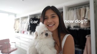 Living alone • adulting q&a, new car, & adopting a dog?!