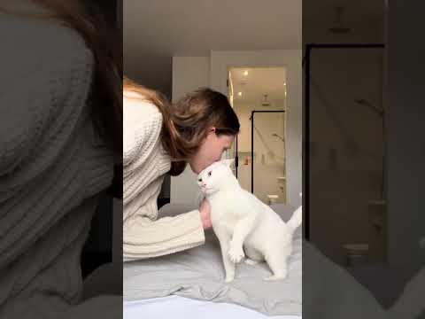 Love between people and cats #foryou #fyp #cat #catsoftiktok #cats #catlover #catlover