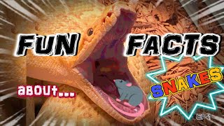 FUN FACTS ABOUT SNAKES! (EP-1)