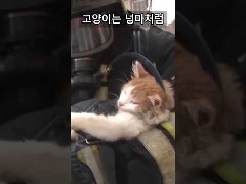 화재로 정신을 잃은 고양이 결국 ㄷㄷ