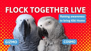 Gizmo and Cosmo Flocking Together for KiKi