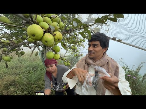 Shimla ke apple farm me chori kar liya 😰