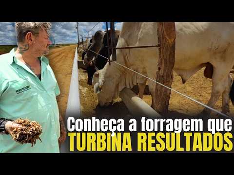 🤯 Da recria ao confinamento: como funciona o ciclo completo do boi gordo 🐂