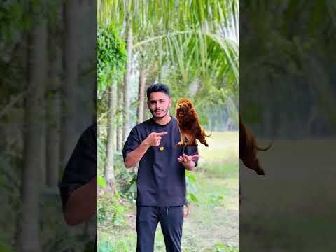 New Kids&Item🥰Cat Lion Fanny Moments 😍#kidsItem #shortvideo 🤣