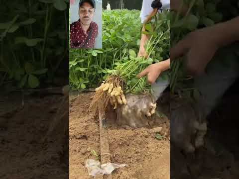 চিনা বাদাম