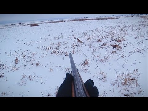 Охота на зайца. Заяц выпрыгнул из под ног. Тропление зайца. Снега навалило.