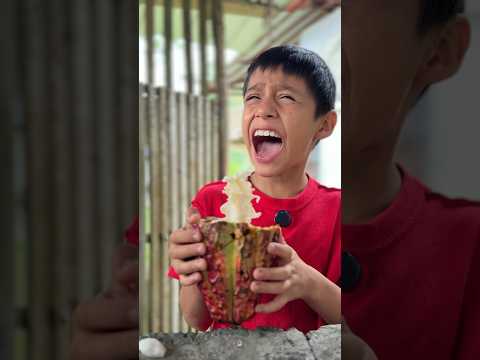 EL CACAO