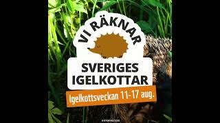 🦔 VAD HÄNDER MED IGELKOTTARNA?