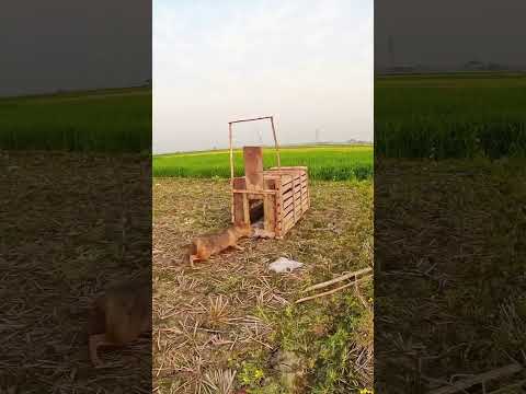 Kapana 🐺 Kurt yerine Çakal yakalanmış #Kurt #Çakal #doğa #viralvideo #keşfet #shortsvideo #takip