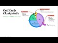 Exploring the Cell Cycle: AP Bio Unit 4 Review
