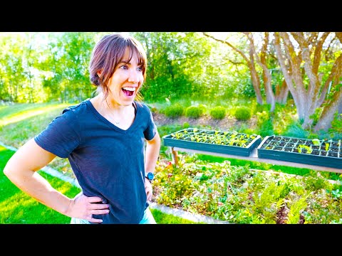 Our Backyard Transformation Continues – But Will Jess’s Plants Make It?