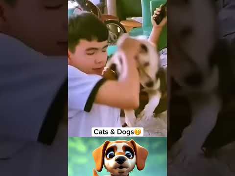 Cats & Dogs #cat #dog #catanddog #pet #animals