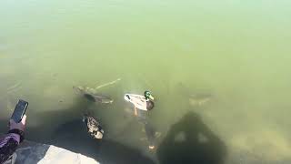Fish vs ducks frighting for bread at the park # animal kingdom # nature 