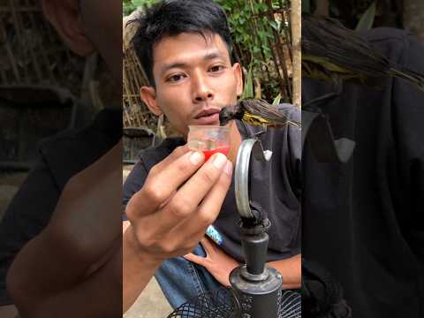 Sudah 10 hari dapat dari hutan langsung bisa jin4k #ebiwirawan