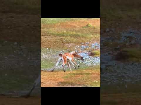 Animal Conflicts—Puma vs Wild Lama : Fighting for Survival.