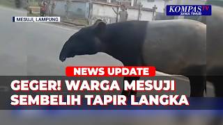 Geger! Warga Mesuji Lampung Sembelih Tapir, Satwa Langka yang Dilindungi