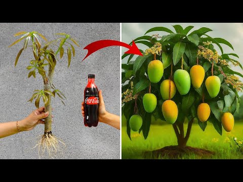 🥭Grow mango tree from cutting by using Coca-cola