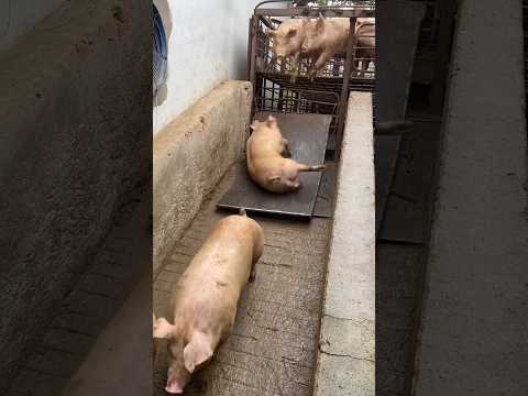 I Moved a Pig from a Truck to a Farm and SURVIVED