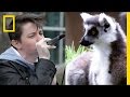 Lemur Calls and Cultural Significance