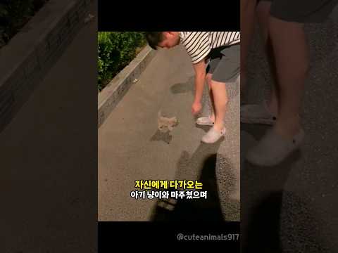 사람을 좋아하는 아기 고양이를 구조했더니 생긴 변화