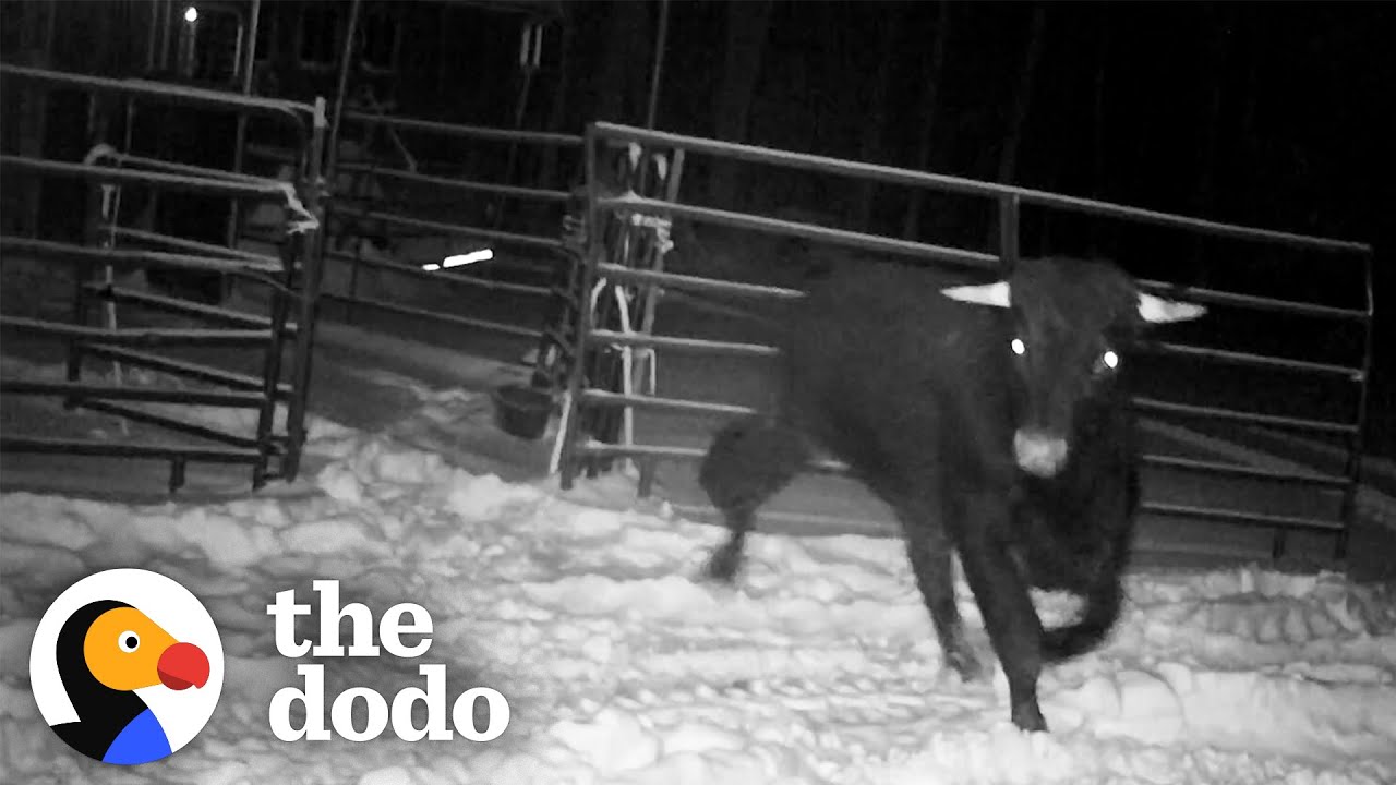 Cop Spends 8 MONTHS Trying To Catch An Escaped Beefalo Comeback Kids