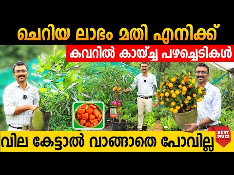 പഴത്തോടെ മരങ്ങൾ കവറിലാക്കി വിൽപ്പന|വില കേട്ടവർ വീണ്ടുംവീണ്ടും വാങ്ങുന്നു|ഇഷ്ട്ടപ്പെട്ടാൽ മാത്രം പണം
