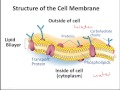 Exploring Cell Structure and Function