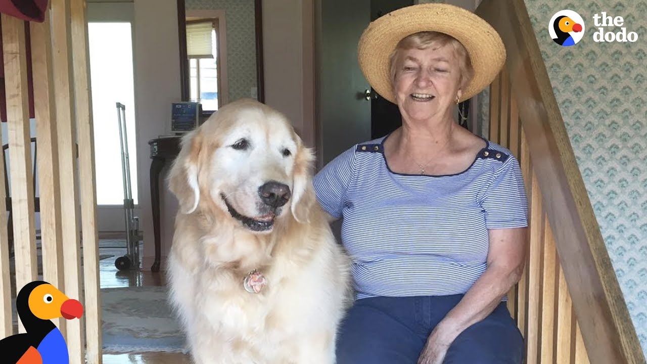 Senior Dog Always Visits His Favorite Neighbor - CHEDDAR