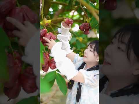 Beautiful Nature with Rural Life - Harvest fresh fruits in the summer