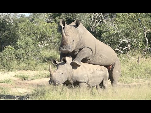 Savanna Stay@Home Safari Ep  25