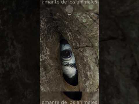 El Sacrificio de la Madre Calao: ¡Impresionante!