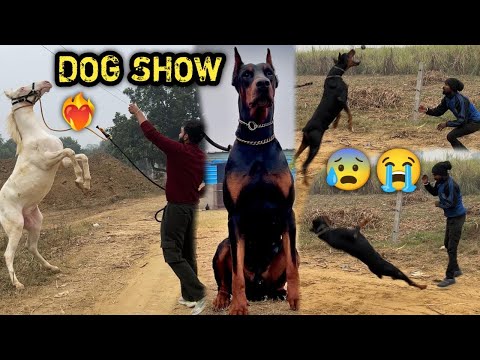 DAN The DOBERMAN Ko Hum Dog Show Mai Le Ja Rahe Hai 🔥😍TRAINING Mai Buri Tarah Gir Gya 😰