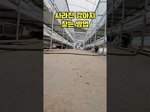 시골에서 강아지 찾는 방법(st.유해진)