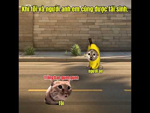 Khi tôi và người anh em cùng tái sinh. #meme #catmeme