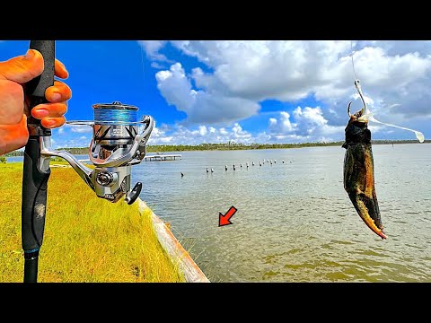Fishing a BLUE CRAB CLAW! alongside my Seawall and Caught THIS!
