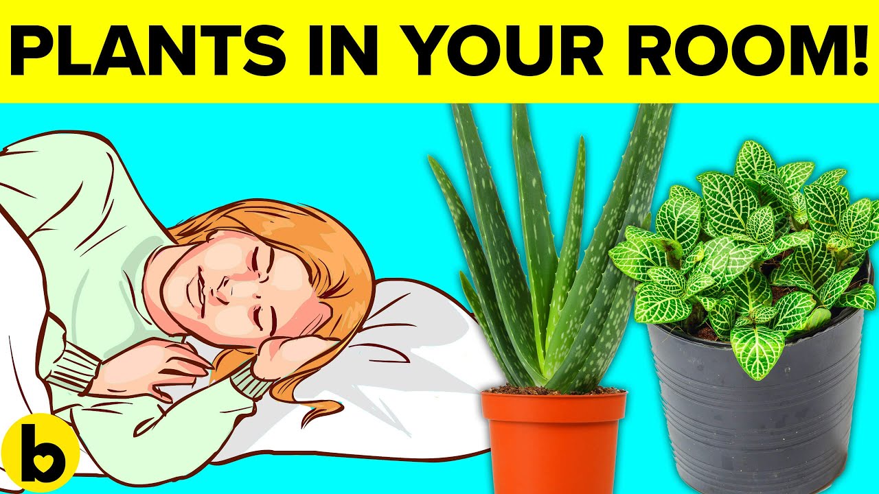 8 Plants you should keep in your Bedroom
