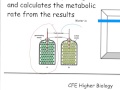 Metabolic Rate and Measurement Concepts