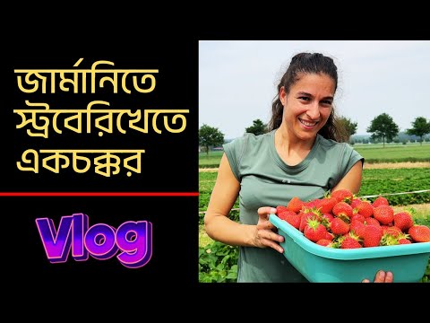 জার্মানিতে স্ট্রবেরিখেতে একচক্কর | Strawberry 🍓 Picking in Germany | জার্মানিতে স্ট্রবেরি তোলার মজা