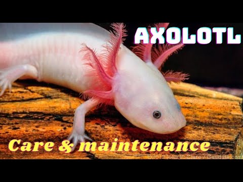 Axolotl For Sale 09 21