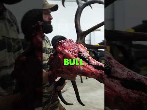 Packing BULLS out - A Quick Tip #Shorts