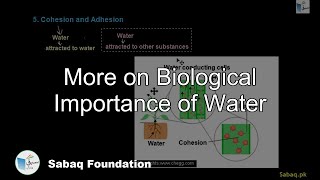 More on Biological Importance of Water