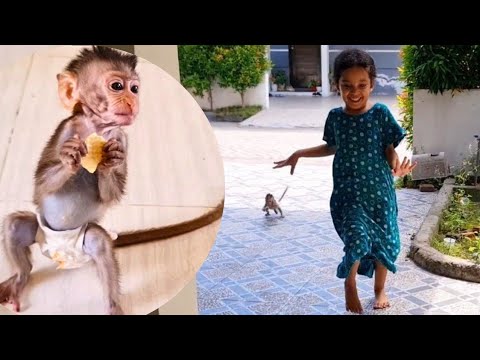 How Exciting Baby Monkey Didi and Friends Playing a Round the House.