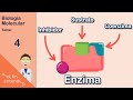 Exploring the Role and Function of Enzymes